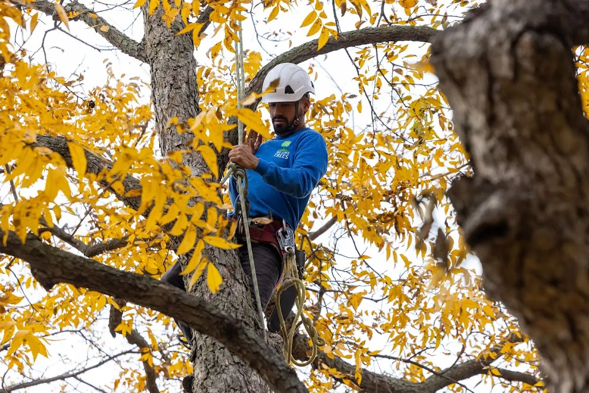 Skilled Tree Pruning crew working in San Rafael