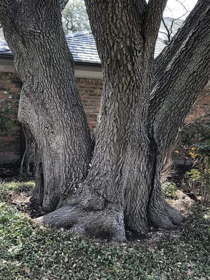 Mature heritage tree close to a San Rafael property cared for by certified arborists