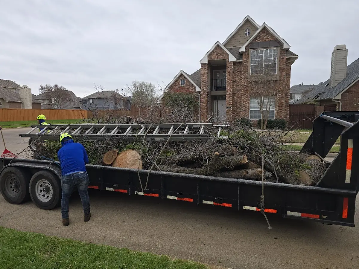 Expert Tree Removal with proper safety equipment in San Rafael